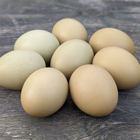 Olive Egger Eggs