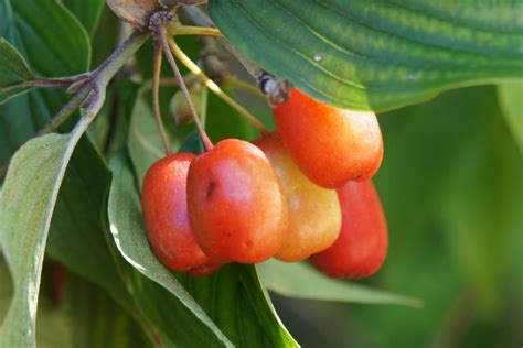 Cornelian-cherry dogwood | The Morton Arboretum