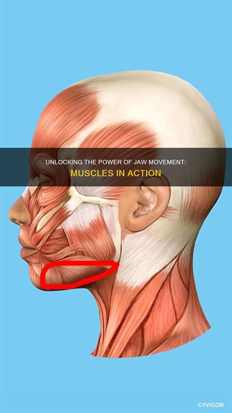 Unlocking The Power Of Jaw Movement: Muscles In Action | CyVigor