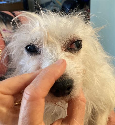 Bulging Eyes in Dogs - Whole Dog Journal