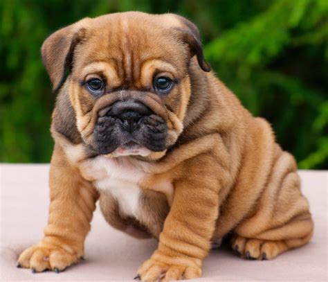 Cute Bulldog Names at Sherry Ramos blog