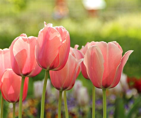 Fertilize Tulips After Bloom at Lincoln Pie blog