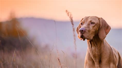 Gallery | Chastain Animal Clinic