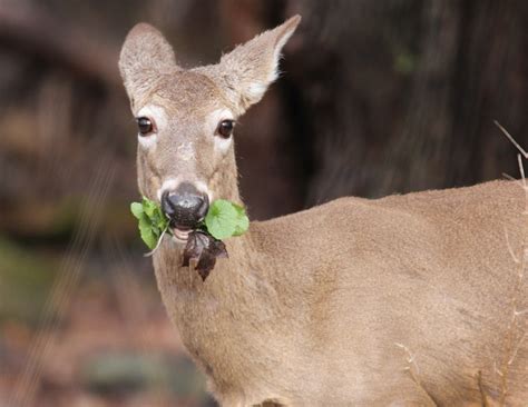 Deer eating garlic mustard | Birds of New England.com
