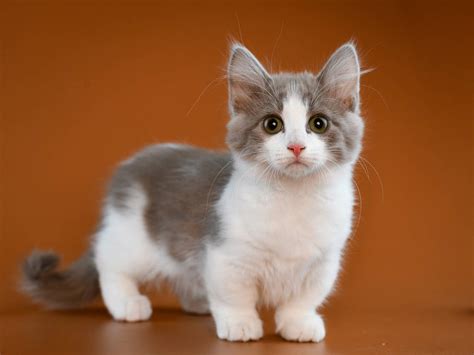 Who Is the World's Smallest Cat Ever Recorded? 2026 Update | The Vet Desk