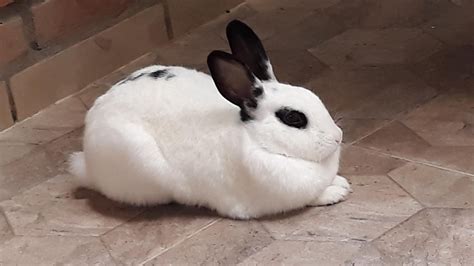 This little rascal is Panda! (We call her PanPan) Any chance on a breed ...