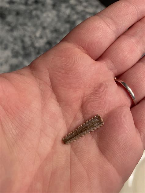 Found this on a walk on the beach earlier - post Hurricane Ian. Is this ...