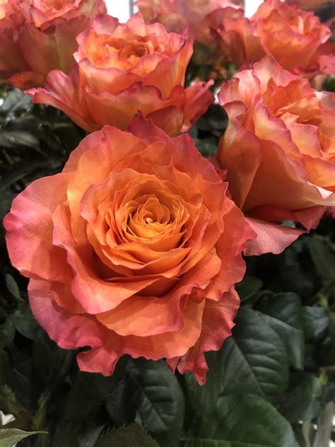 Orange County Flowers Wholesale / Each of our garden center stores ...
