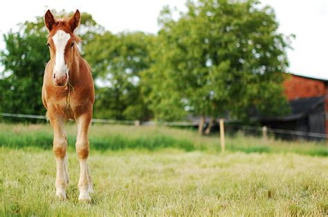 Horse Lifespan: Everything You Need To Know - Todays Equine