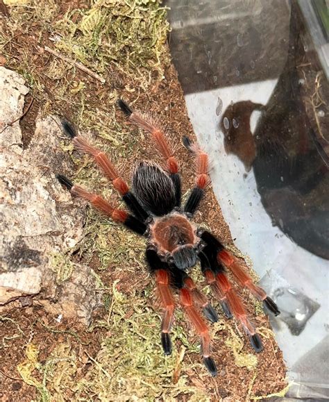 Nikki - 12 month old Brazilian White Knee : r/tarantulas