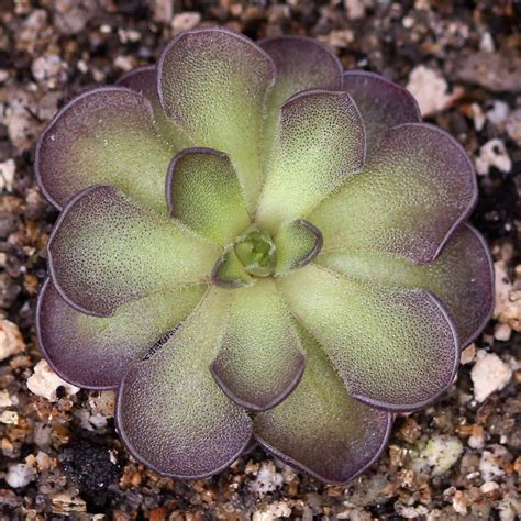 Butterworts (Pinguicula) - Carnivorous Plants | Curious Plant