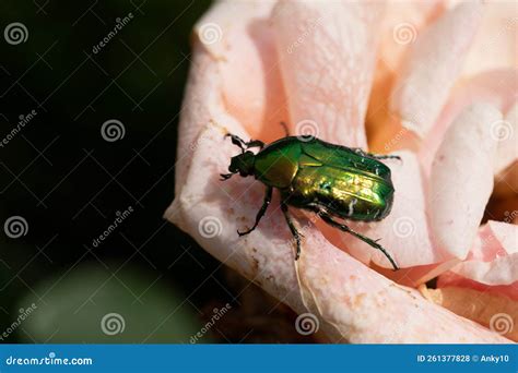 Cotinis Nitida, Commonly Known As the Green June Beetle on Rose Stock ...