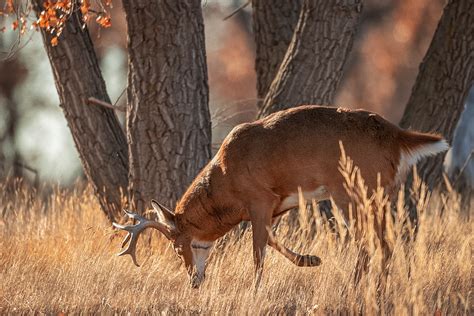 Mule Deer Gestation Period