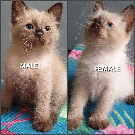 PERSIAN x SIAMESE KITTENS - Pet Finder Philippines - Buy and Sell Pets ...
