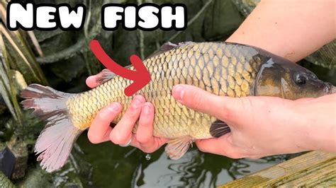 Getting Rid Of String Algae!! + new fish - YouTube