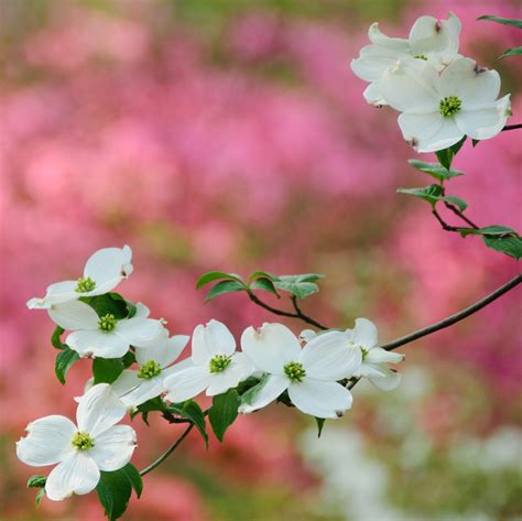 18 Gorgeous Flowers That Bloom in Spring