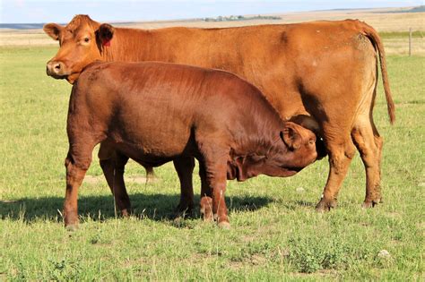 Currently Recognized Breeds - Canadian Beef Breeds Council