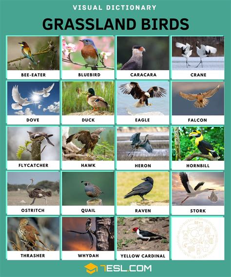 Grassland Animals: Names, Lists, and Fascinating Facts • 7ESL