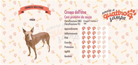 Cirneco dell'etna scheda razza cane da caccia al coniglio selvatico