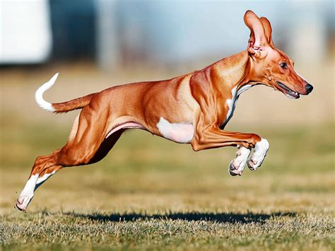 Top 10 Fastest Dog Breeds Ranked: Unbelievable Speed Stats