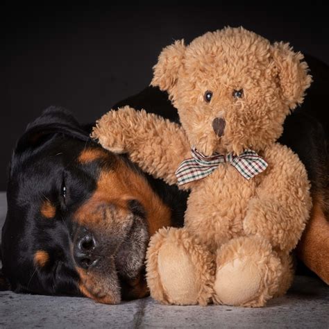 7 Best Dog Breeds for Single Women, Recommended by Experts - Parade Pets