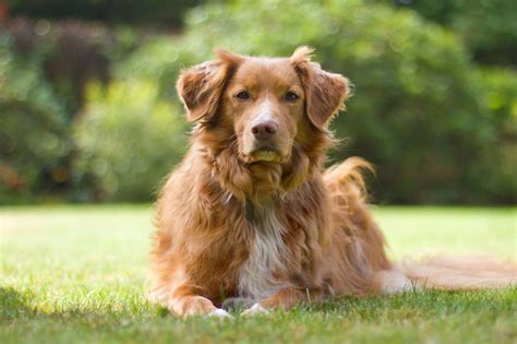 40 Medium-Sized Dog Breeds That Are the Perfect First Pet for Any ...