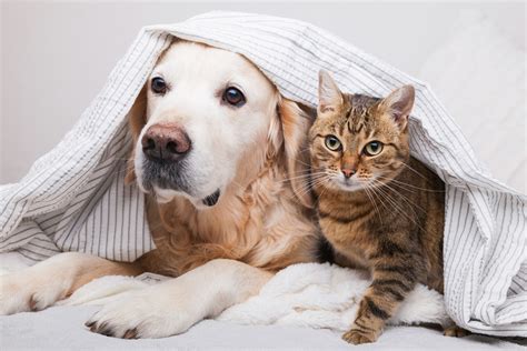 Understanding the Differences and Similarities Between Dogs and Cats ...