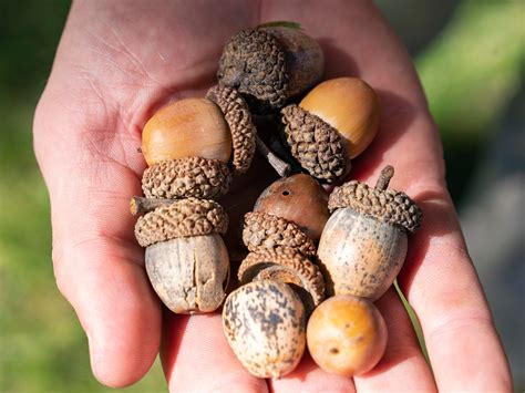 Acorn Tree Types: Identification Guide With Growing Zones, 50% OFF