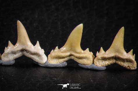 Great Collection of 7 Brachycarcharias atlasi Sand Tiger Shark Teeth ...