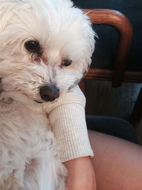 Maltese Life Expectancy: I Once Had a Dog Named Nasty