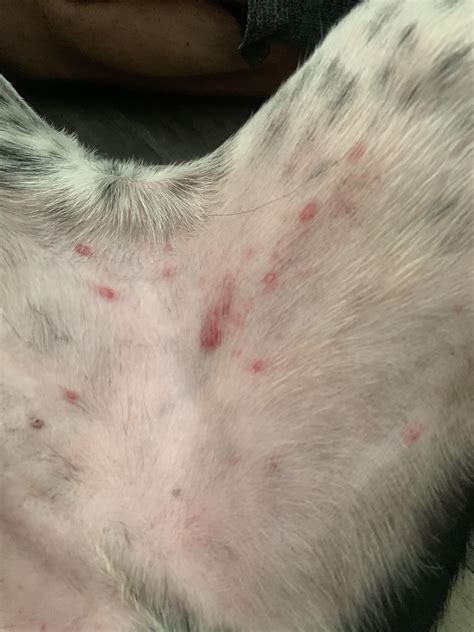What To Put On My Dogs Bug Bites