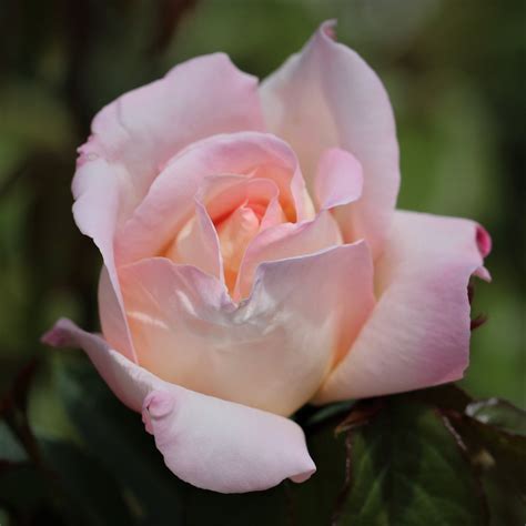 Sarah UK Potted Rose - Colin Gregory Roses Ltd