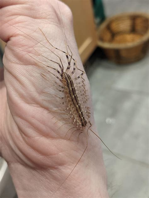 Giant House Centipede Bite