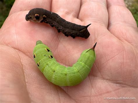 The two morphs of the Elephant Hawk Moth - David at the HALL of EINAR