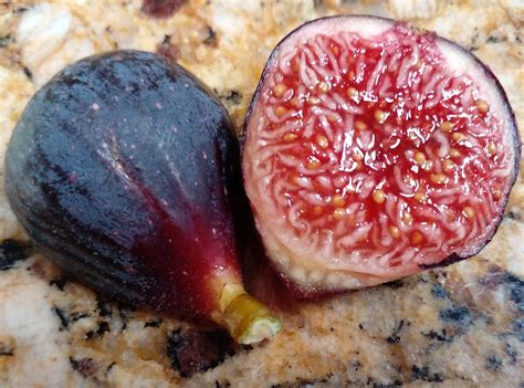 Amazon.com : Albanian Black Cherry Fig - 2 Live Cuttings - Dark Purple ...