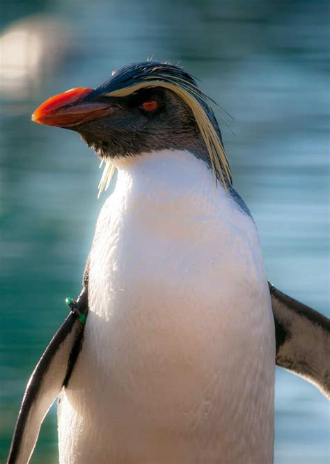 Rockhopper Penguin Bird Facts - Eudyptes chrysocome - A-Z Animals