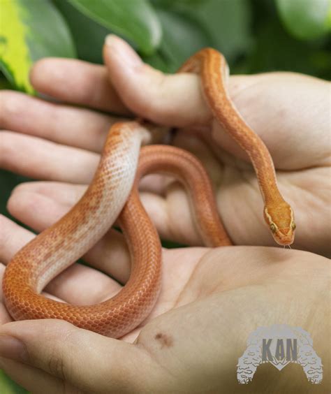 African house snake albino - Mascotas | KanReptiles.com