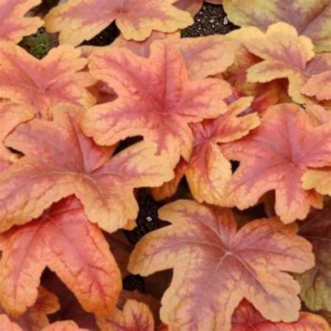 Heuchera Plant in 3L Pot - Hardy Evergreen Perennial With Colourful ...