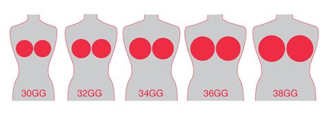 Cup Size Chart Visual at Evelyn Saltsman blog