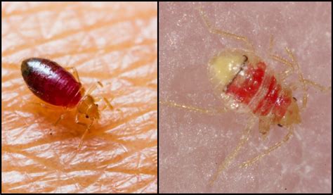 Bed Bug Larvae Stages