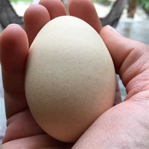 Eggs Yolks When Pregnant at Clinton Spears blog