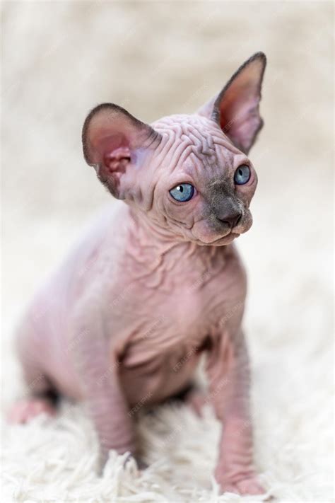 Premium Photo | Portrait of domestic canadian sphynx cat kitten with ...