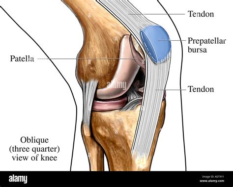 Bursa and Tendons of the Knee Stock Photo: 7710768 - Alamy