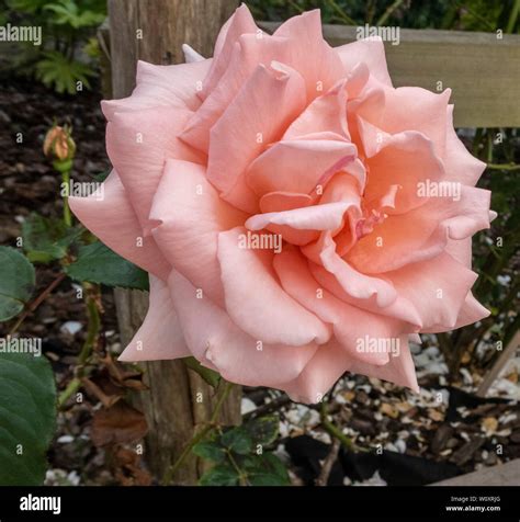 Rose Breath of Life, a repeat flowering climbing rose Stock Photo - Alamy