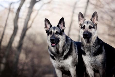 East European Shepherd Dog: Breed Information And Advice