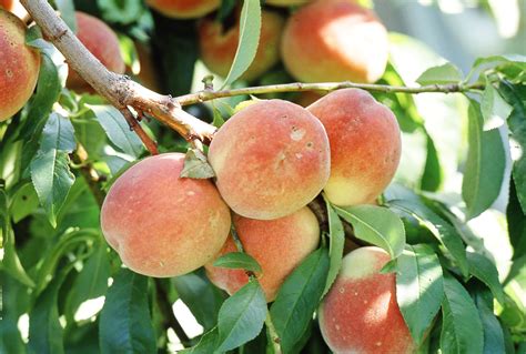 How to Prune Peach Trees for Bigger Harvests
