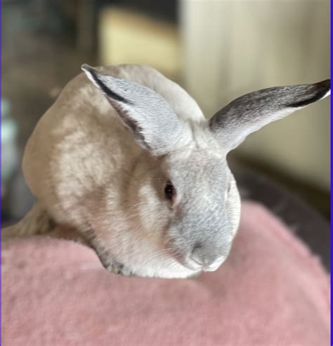 Mini Rex Rabbits For Sale | North Jones Boulevard & West Lake Mead ...