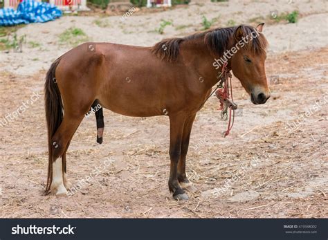 Penis Of Horse Stock Photo 419348002 : Shutterstock