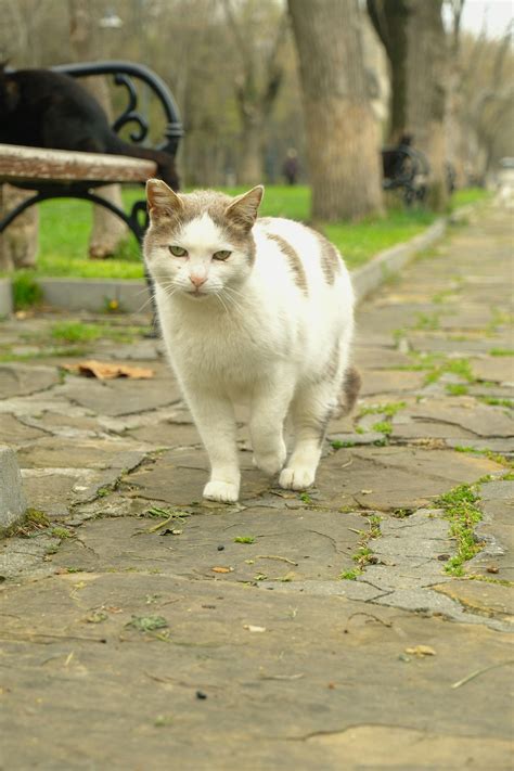 Indian.Big+Ass Photos, Download The BEST Free Indian.Big+Ass Stock Photos & HD Images