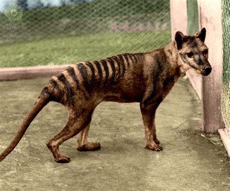 2015 Amazing Documentary: The Return Of "Tasmanian Tiger" | Extinct ...